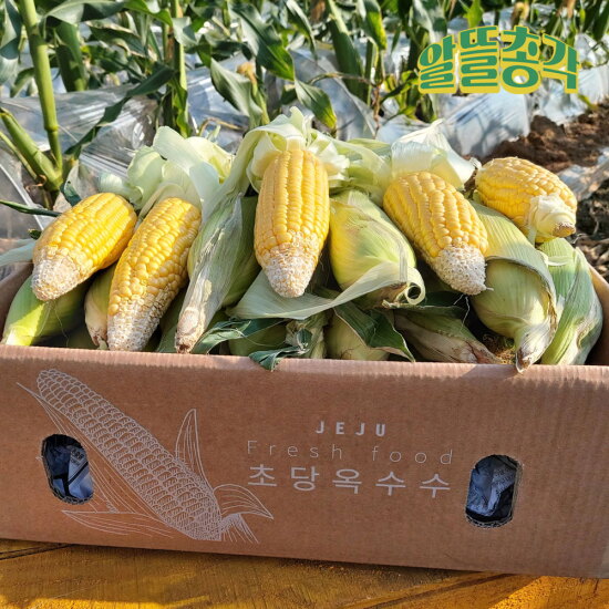 [알뜰총각][알뜰총각][10개] 산지직송 고당도 선별 국내산 초당옥수수 특상품(18cm 이상) 10개