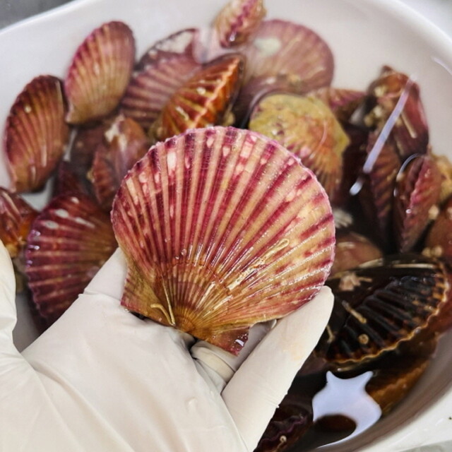 장보리 장보리 통영산 제철 홍가리비 2kg