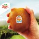 [제스프리]ㅁ제스프리 골드키위 슈퍼자이언트 점보과 5.72kg (26입, 개당 220g 내외)