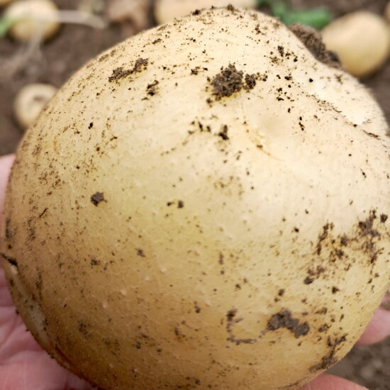 [알뜰총각][알뜰총각][대/5kg] 국내산 산지직송 두백감자 대 5kg(개당 60-120g/50개 내외)