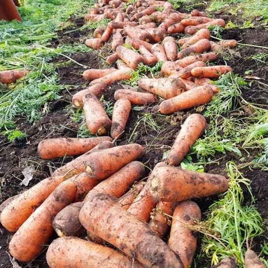 [알뜰총각][알뜰총각] 제주 산지직송 구좌 햇당근 5kg(개당 150g내외)