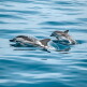 [씨앤유투어][인천출발/에어서울] 필리핀 보홀 슬림패키지 3박5일