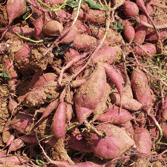 [알뜰총각][알뜰총각][특상/10kg] 3대째 직접 키운 해남농부 밤고구마(진율미) 특상 10kg(개당 130-300g)