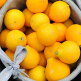 [알뜰총각][알뜰총각][대/1.5kg] 제주 산지직송 황금향 1.5kg 대과(4~6과 내외)