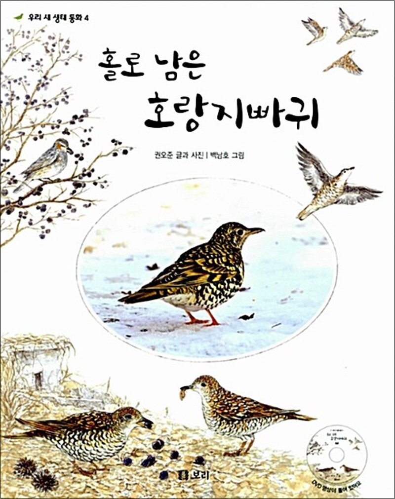 보리 팝북 [팝북] 홀로 남은 호랑지빠귀 (책   DVD 1장)