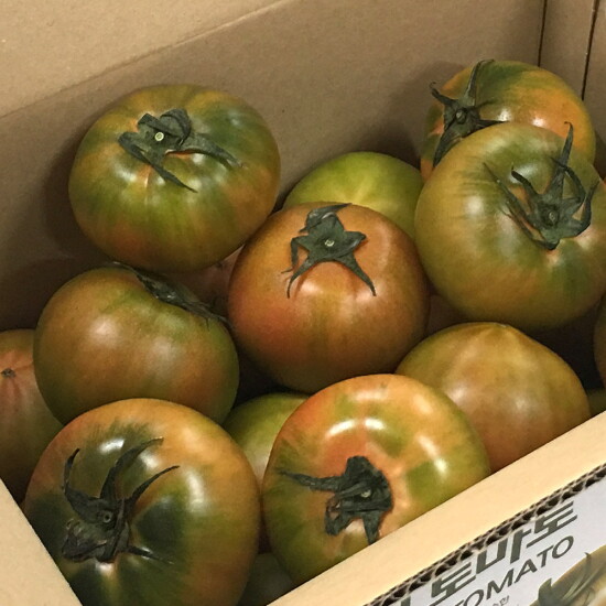 [힛더스팟 내입에]부산 대저토마토 L,2L사이즈 2.5kg