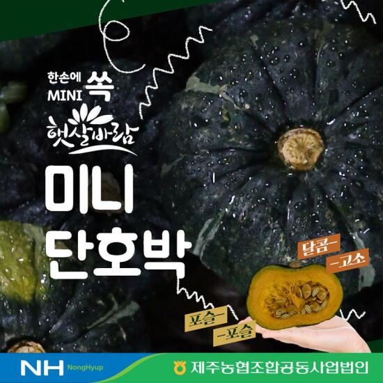 [햇살바람]제주 햇살바람 미니 단호박 7kg