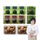 [키친스토리][방송에서만] 제주 햇 나물세트 3종 8팩 + 제주 생표고 2팩, 총 4종 10팩 (취나물 3팩 + 곤드레 3팩 + 부지깽이 2팩 + 생표고버섯 2팩)