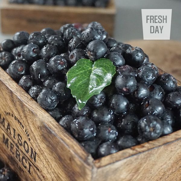 (주)셀코 프레시데이 [하프클럽/프레시데이]고창 줄기제거 아로니아 생과 특품 2.5kg