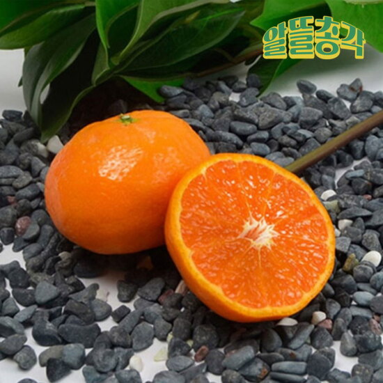 [알뜰총각][알뜰총각][중소/4.5kg] 제주 산지직송 산지선별 카라향 4.5kg 중소과(45~90과 내외)