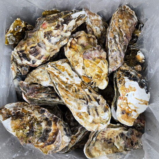 [알뜰총각][알뜰총각] 통영 굴 산지직송 석화 5kg(45-50개)