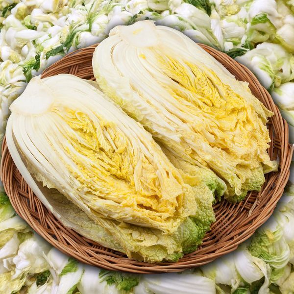 동서 [하프클럽/더조은]HACCP 해남 김장 절임배추 20kg (7-10포기)