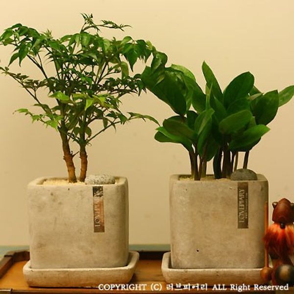 교보문고 러브피어리 사각사각 모던 해피&머니 커플 미니화분