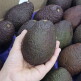 [YAMYAM]바로먹는 후숙 아보카도 1.8kg (7-8입) 선물용 가정용