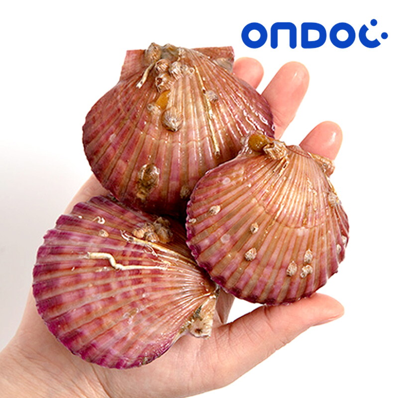 경화수산 온도씨(백) (온도씨)통영 제철 홍가리비 1kg