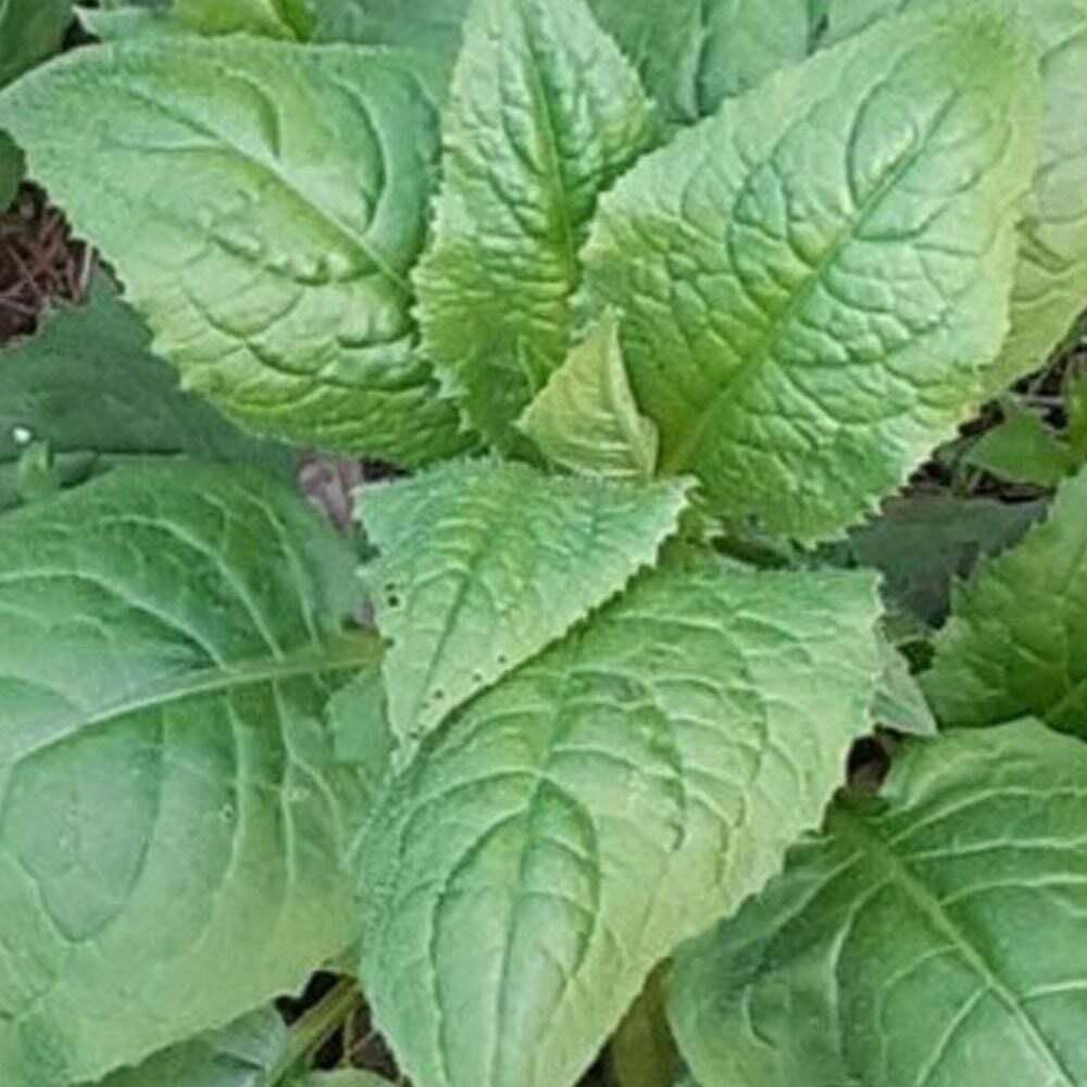 상세참조 지오벤처스 국산식물 산나물 400g 국산산나물씨앗 곤드레종자400g