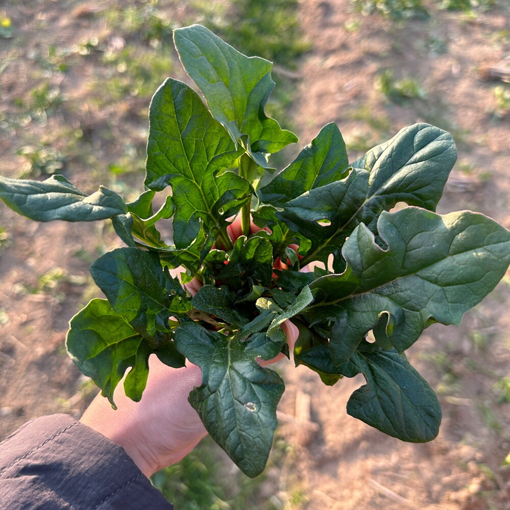 초록초록팜 남해 해풍맞은 노지 월동 보물초 시금치 1kg 무료배송 남해군 겨울 된장국 무침 나물 건강 요리