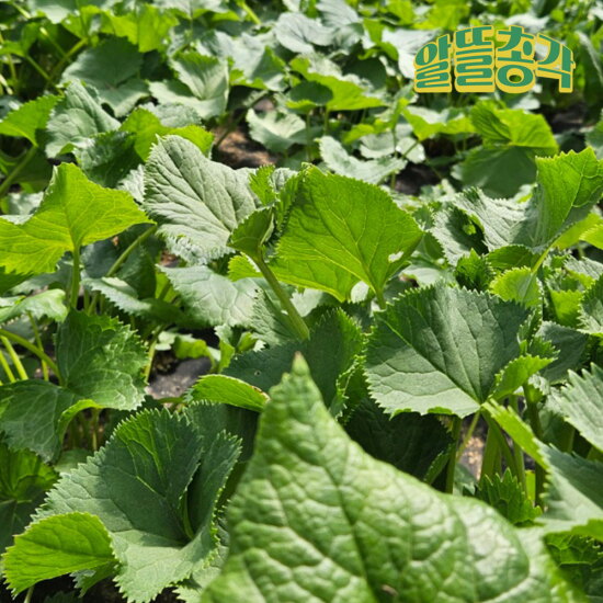 [알뜰총각][알뜰총각] 강원도 인제 산지직송 고랭지 개량곰취나물 2kg