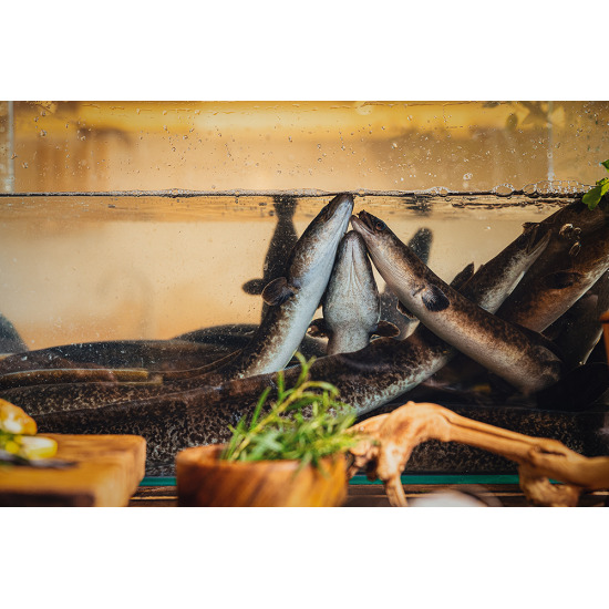 1kg+소스 2종+초생강