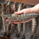 [모조나인]블랙타이거새우 3박스 1.5kg (왕특대형 1박스+특대형 1박스+대형 1박스 / 총 33미)