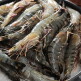[모조나인]블랙타이거새우 3박스 1.5kg (왕특대형 1박스+특대형 1박스+대형 1박스 / 총 33미)