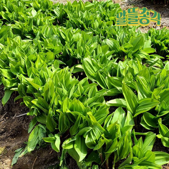 [알뜰총각][알뜰총각] 강원도 인제 산지직송 고랭지 대명이나물 2kg