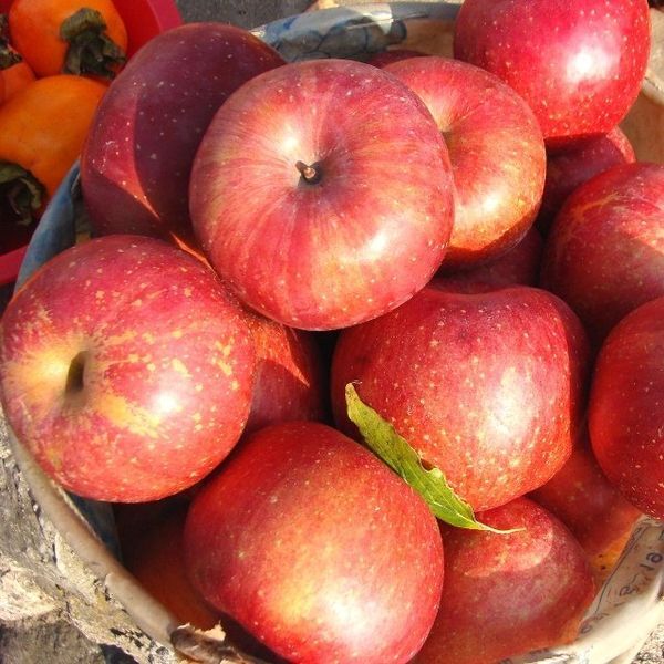 제주감귤마을 [하프클럽/신선식품]국내산 가정용 부사사과 혼합 10kg