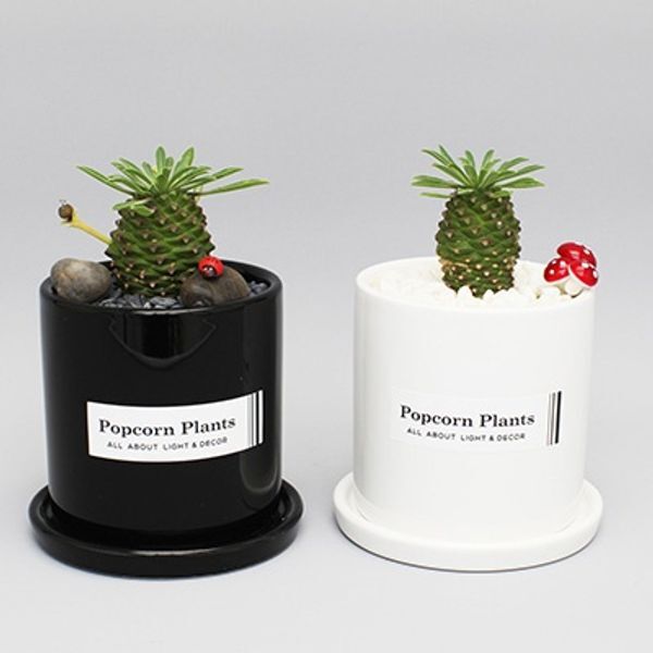 교보문고 방콕 블랑누아-괴마옥(파일애플선인장)