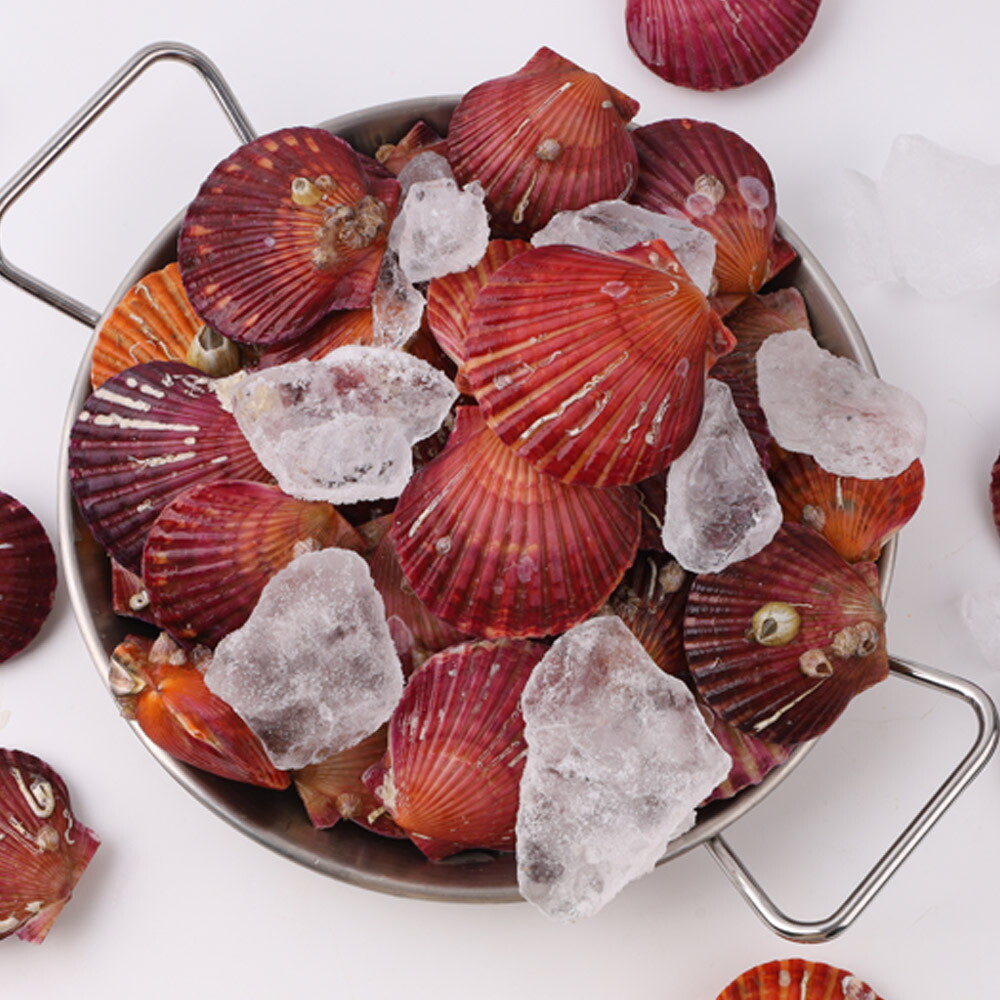 고성가리비 맛딜 오동통한 고성 홍가리비 2kg (30-40미 내외)