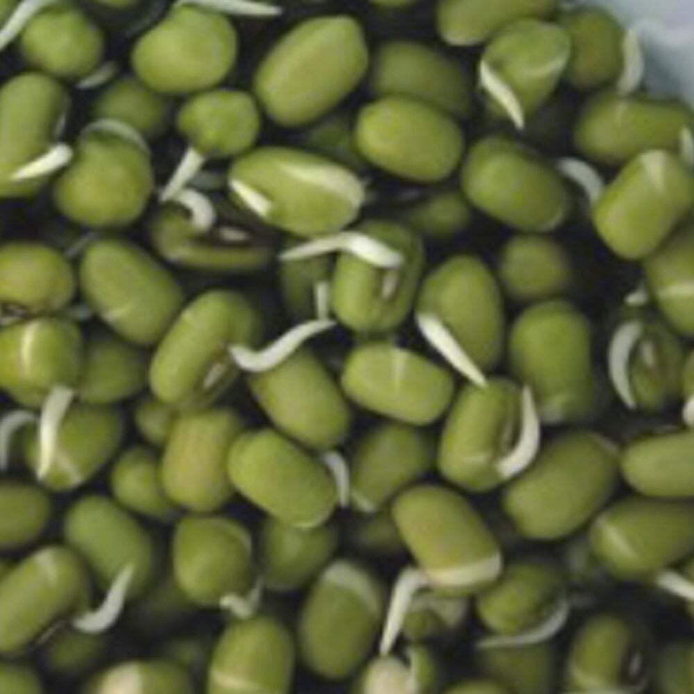 에이치플러스몰 300g 씨앗 식물 콩류 곡물 나물 숙주 녹두 종자 품종