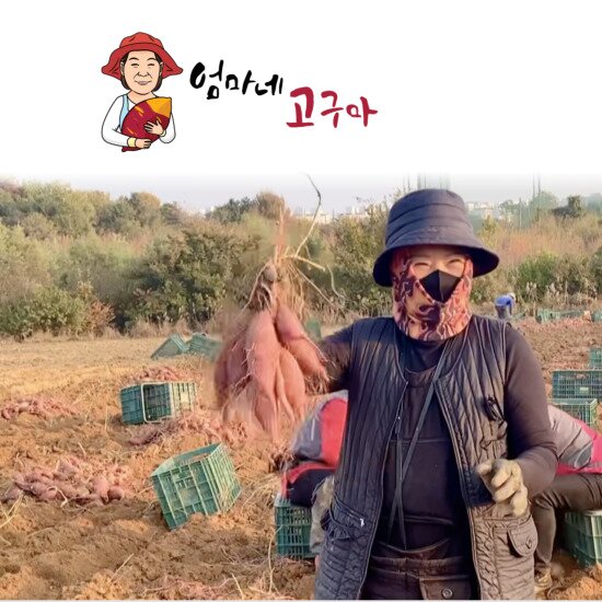 농장직송 [엄마네고구마] 베니하루카 꿀 군 고구마 10 kg 대