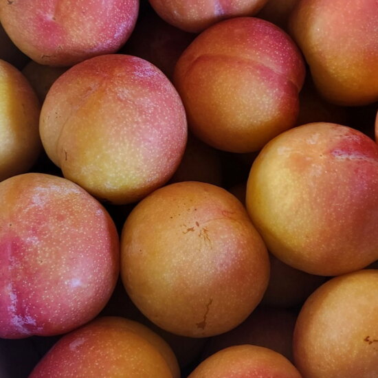 [알뜰총각][알뜰총각] 영천 산지직송 도담자두 특 2kg(과당 100g 이상)