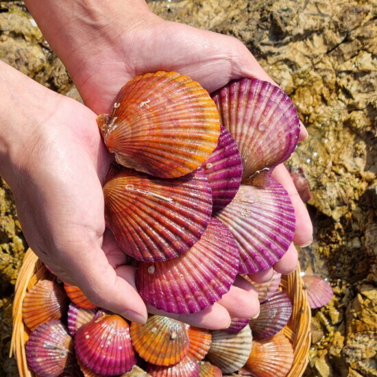 푸드앳홈 [푸드앳홈] 지금이 제철! 통영 햇 생굴 / 홍가리비 2kg 외