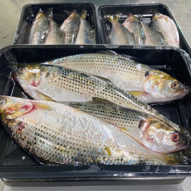 장보리 국내산 전어 급냉 2kg