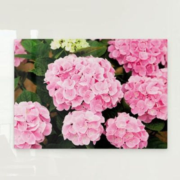 교보문고 꾸밈 pj247-폼아크릴액자78CmX56Cm 분홍수국