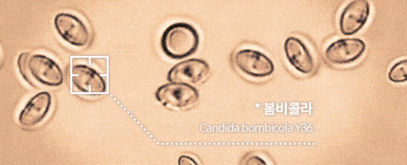 cos_hk15_015
