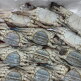 [알뜰총각][알뜰총각] 연평도 A급 냉동 꽃게 3kg 총 12마리 세트(암게8마리+숫게4마리)