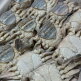 [알뜰총각][알뜰총각] 연평도 A급 냉동 꽃게 3kg 총 12마리 세트(암게8마리+숫게4마리)