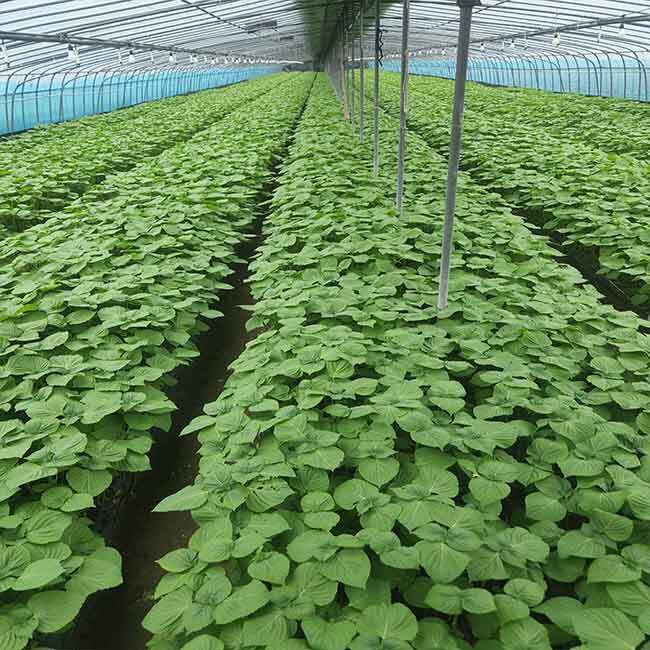 푸드맛봄 경남 밀양 지역 특산물로 유명한 깻잎 500g