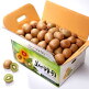 [알뜰총각][알뜰총각][대/3kg] 보성 25년 햇수확 골드키위 3kg(27-32과) / 대(92g-111g)