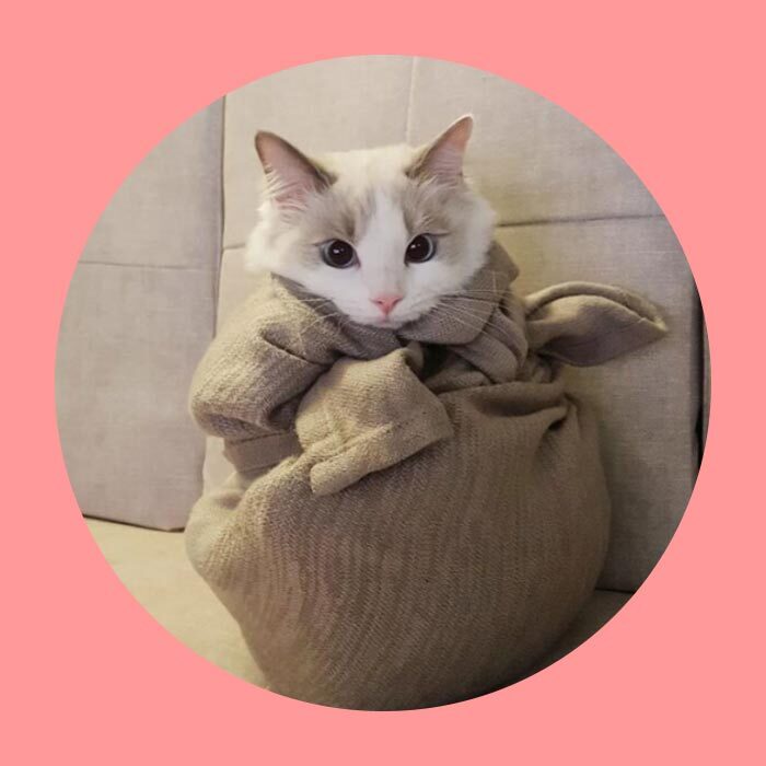 (주)에보니아 에보니아 #찐 리뷰! 국민 소파베드 리도 컵홀더 접이식 3인용 쇼파 반려동물 생활방수 이지클린