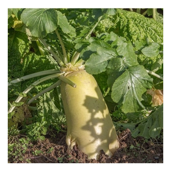[알뜰총각][알뜰총각] 산지직송 제주 월동 세척무 10kg(개당 700-2500g 내외)