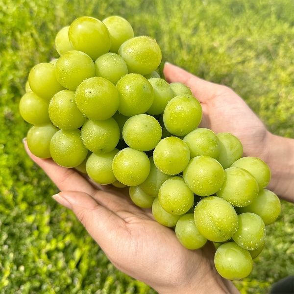 (주)더블유쇼핑 기타브랜드(하프) [하프클럽/이푸른]고당도 16brix 이상 당도선별 샤인머스켓 2kg 3수