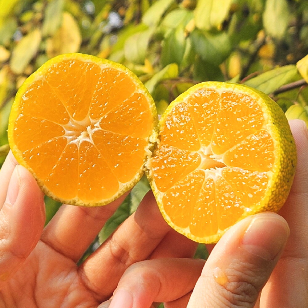 산해직송 협력사 산해직송 제주 노지 감귤 9kg(중대/L-2L)