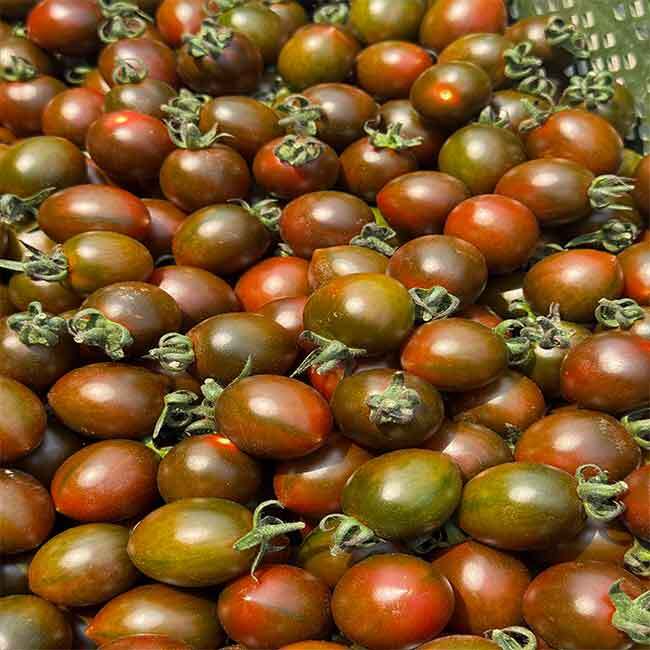 푸드맛봄 부산 대저 검붉은 빛깔 흑대추방울토마토 1kg