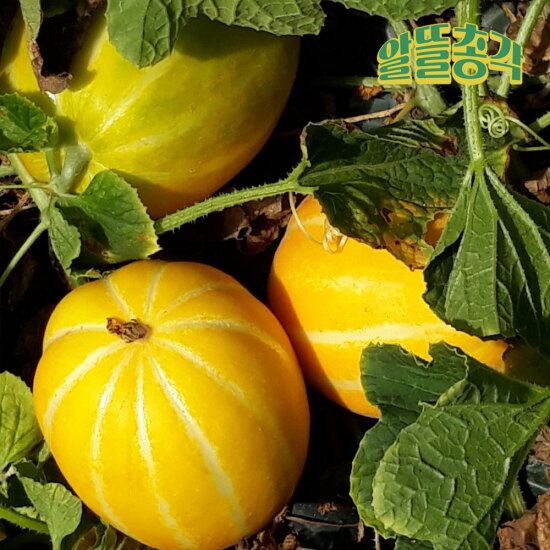 [알뜰총각][알뜰총각][대 5kg] 산지직송 특품 선별 프리미엄 성주 참외 대과 5kg(10-15과)