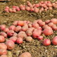[알뜰총각][알뜰총각][3kg] 경남 산지직송 특/대 햇 홍감자 3kg
