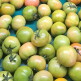 [알뜰총각][알뜰총각][M-L/2.5kg] 산지직송 부산 정품 대저 토마토 2.5kg(M-L사이즈)