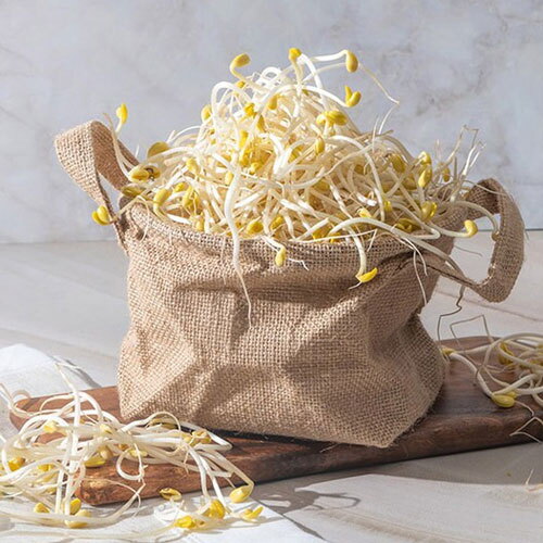 전남생협 국내산콩으로 키운 무농약 콩나물 2kg