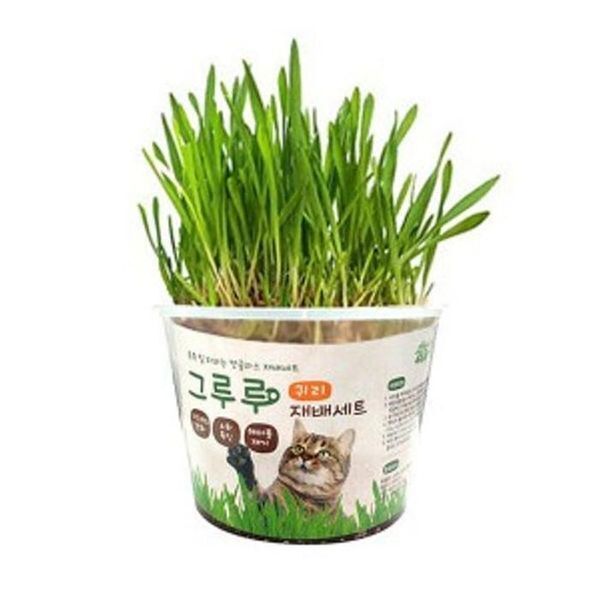 주식회사 셀러허브_레이틀리 셀러허브(하프클럽) [하프클럽/셀러허브_여성트랜드패션]고양이 귀리 재배 세트 헤어볼 배출 소화